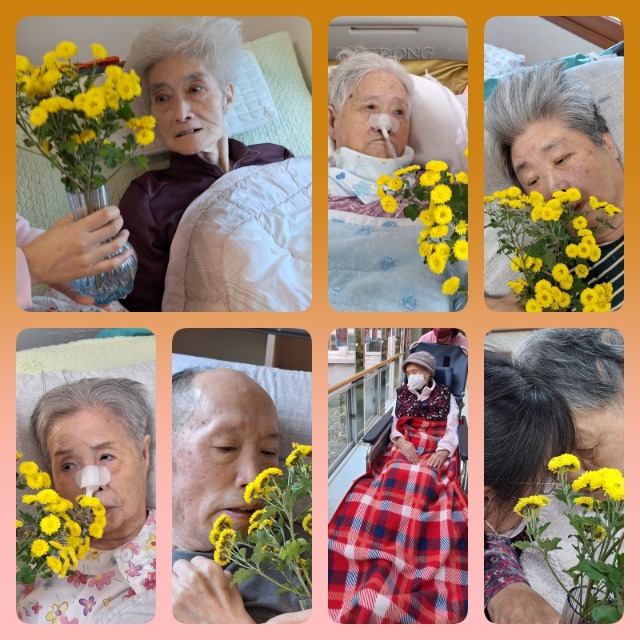 국화생화 향기 맡기.jpg